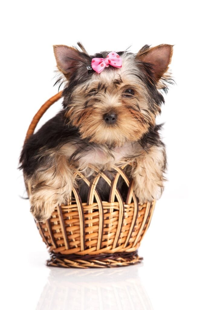 ute yorkshire terrier puppy in a basket isolated over white